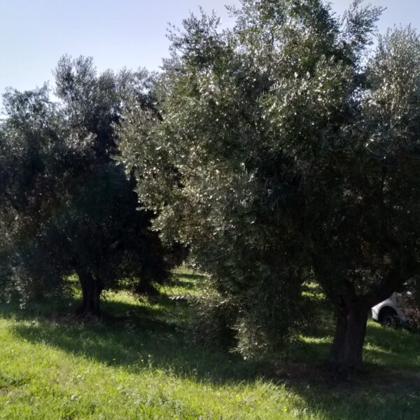DIAMANTE VERDE DI ANTONIO TOMBOLILLO
