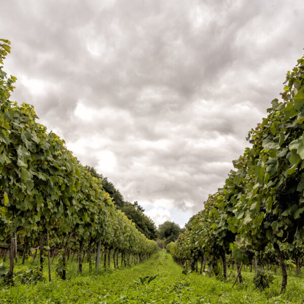 AZIENDA AGRICOLA SAN LAZZARO