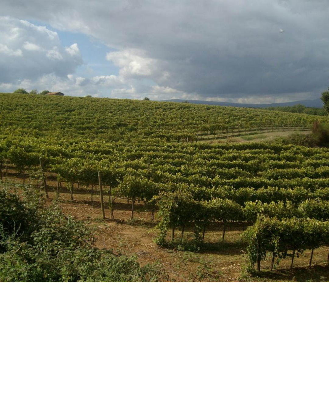 AZIENDA AGRICOLA DEL SOLE