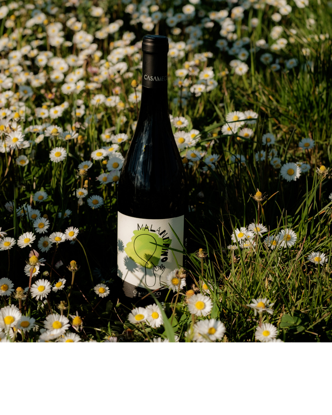 CASA MECOCCI WINERY