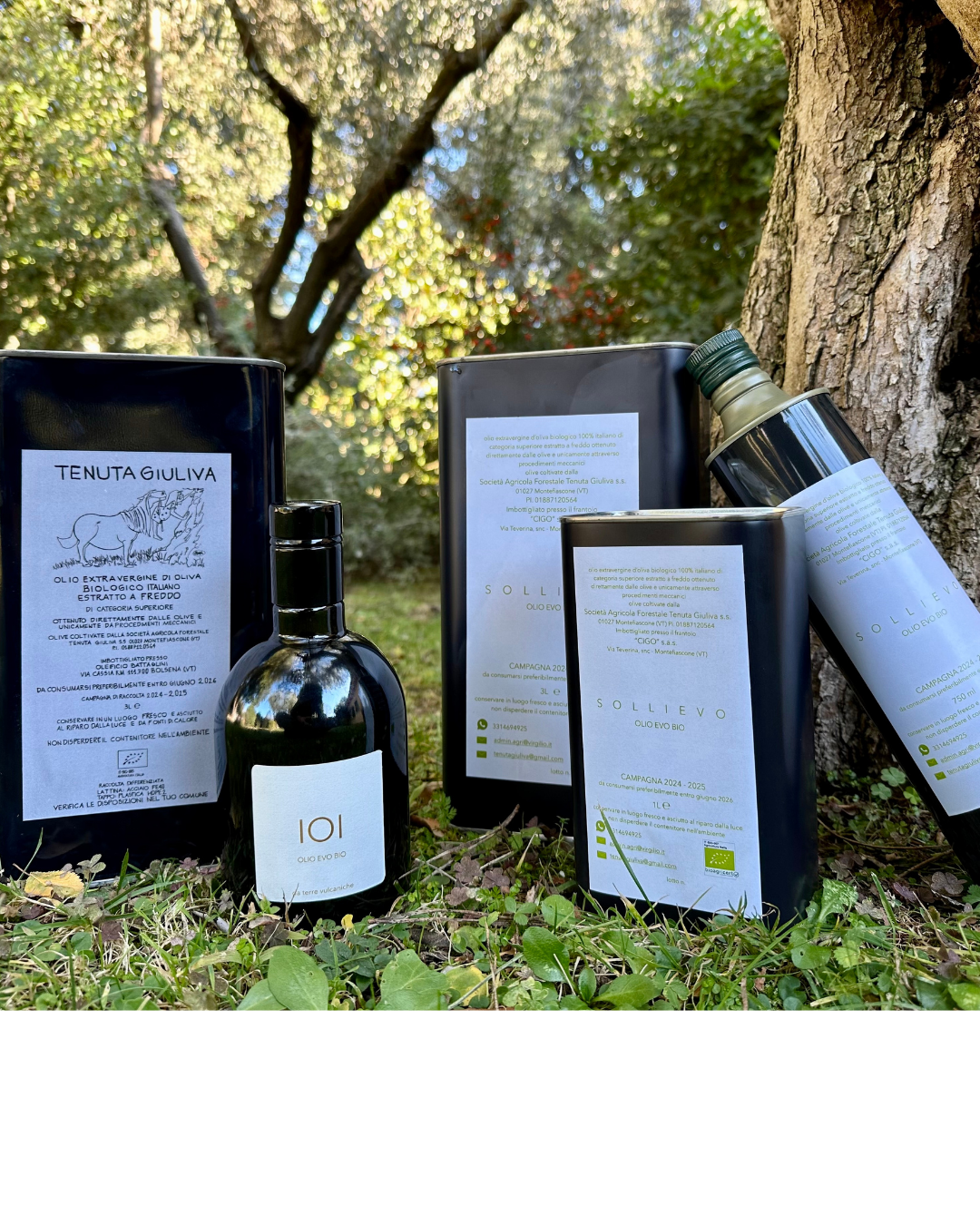TENUTA GIULIVA