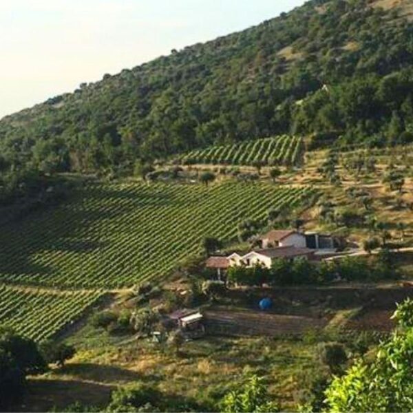 TENUTA LUNGARELLA