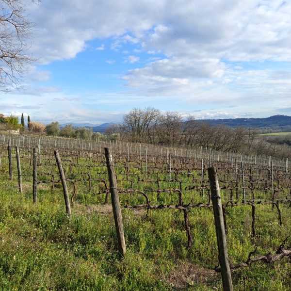 SABA SOCIETA' SEMPLICE AGRICOLA