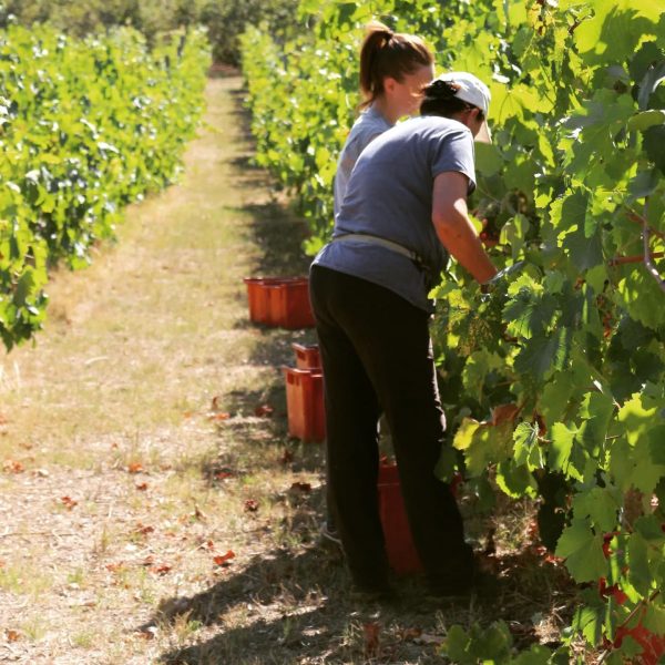CANTINA ONOFRI - AZIENDA AGRICOLA CARLA ONOFRI