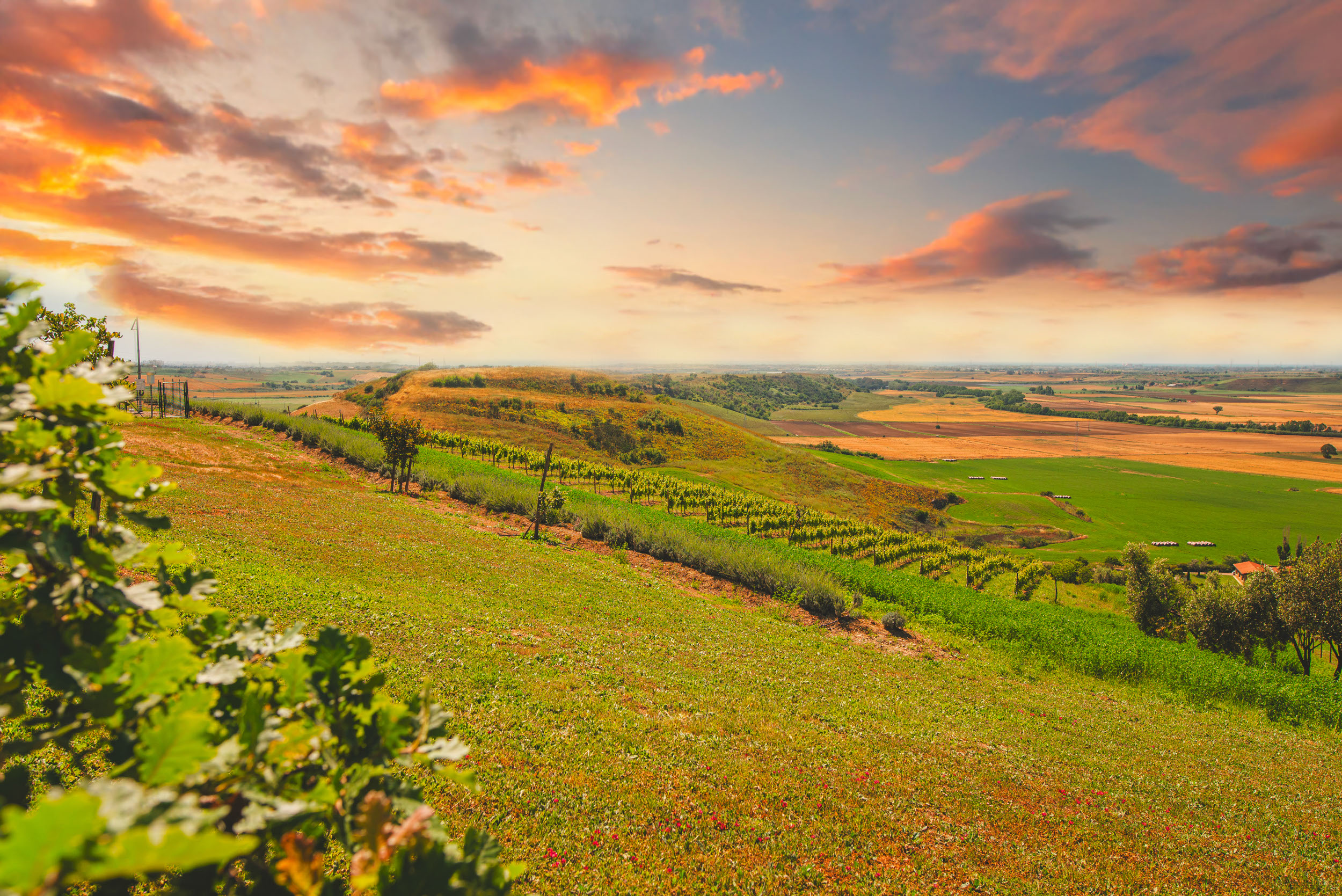 SOCIETA' AGRICOLA LUCE