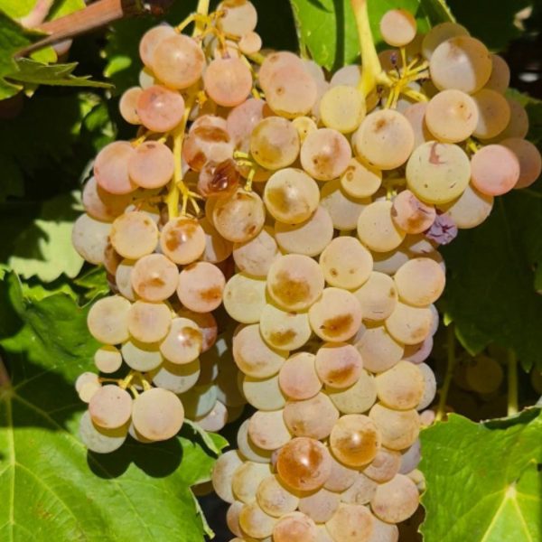 TENUTA CASCIANI AZ. AGR. CASCIANI FILIPPO E TONINO S.S.