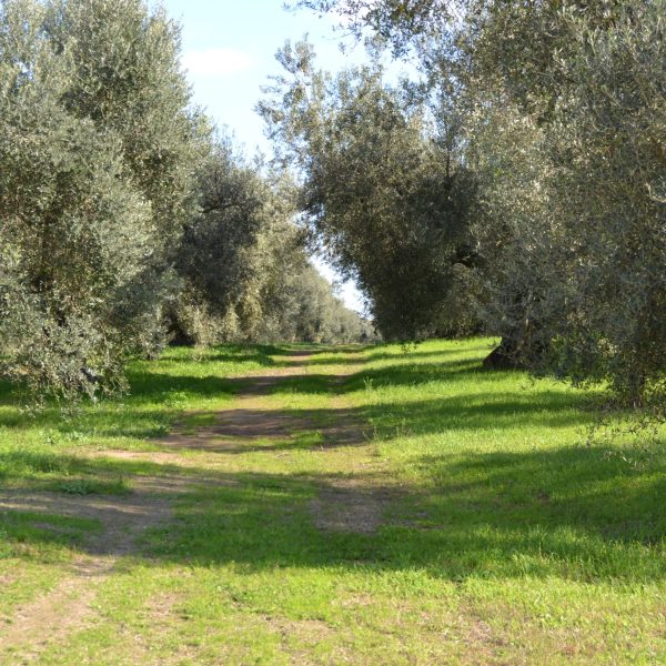 MONTE DELL'ORO DI ANGELO GUARDINI E PERSIANI